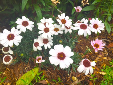 {B3BA430D-B2C0-4233-8F63-AAF921392D1D}