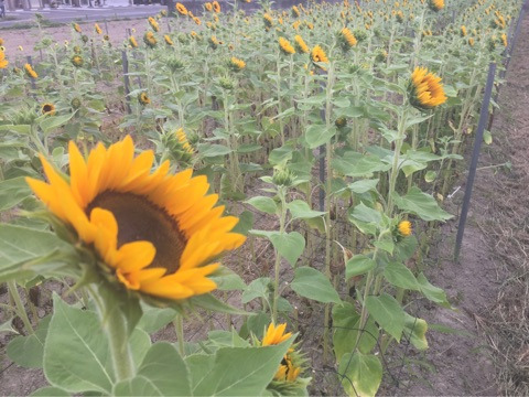 {C4124AB9-BB8B-421E-B4FC-A5FA09D2C87C}