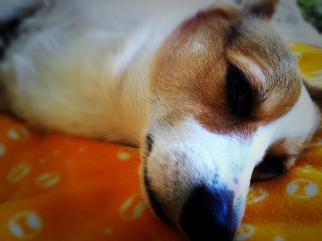 城東区新森古市のヘアサロン 「レコバイスニップ」-IMG_0940.jpg