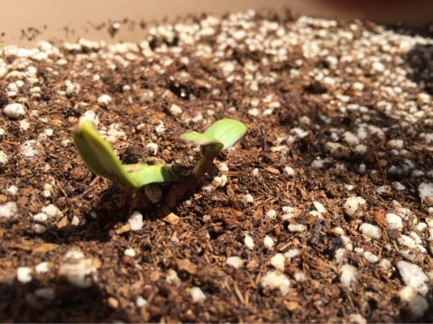 {50F8ECA6-705C-4C7F-BA15-6707F2B07B07}