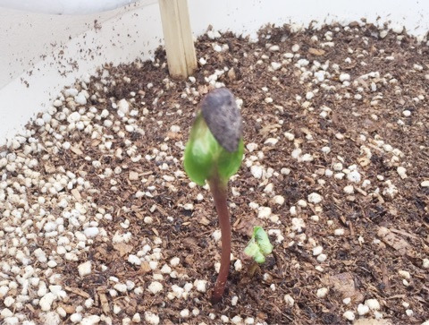 {7B8B7A2D-4E08-4345-A8CB-33418B42E45F}