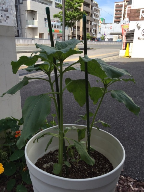 {1278BCB9-AE6C-4E81-A53B-5DEA64DD0B83}