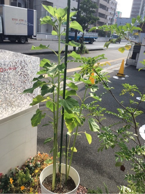 {42CFF2A1-F16D-4BE6-B665-C0297E5B5305}