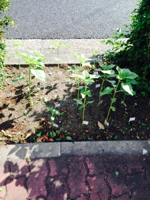 {4E88376D-3277-4652-810A-D76FDAD147FF:01}